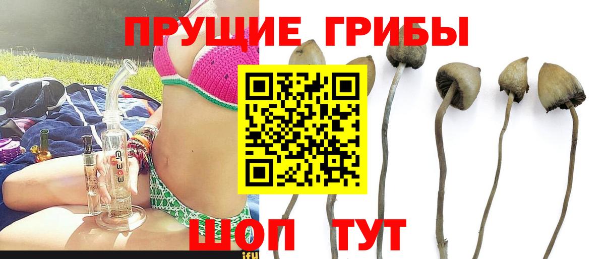 Галлюциногенные грибы Psilocybe  Вход с VPN  что такое   Архангельск  Галлюциногенные грибы ЛСД 